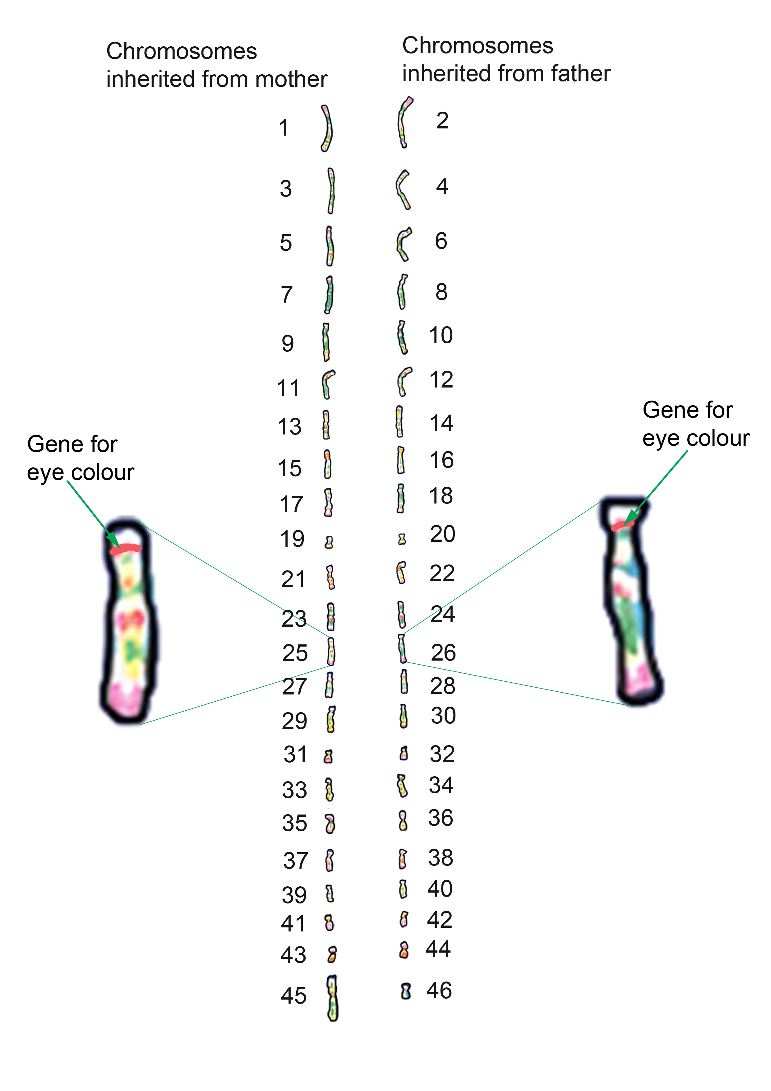 Each chromosome is paired one from mother and one from father
